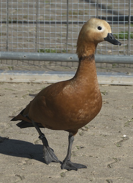 ams